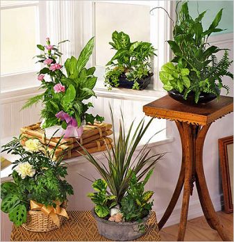 Как выбрать комнатное растения для дома и офиса
