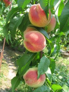 Выращивание персиков