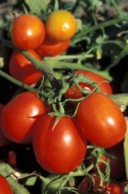 Как вырастить помидоры на даче