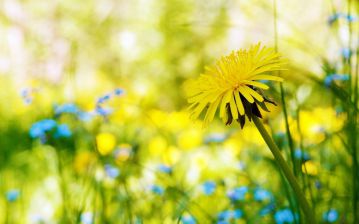 Загадки про цветы и травы для детей с ответами