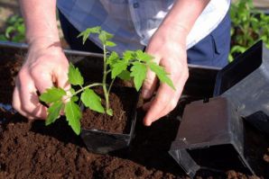 Как вырастить рассаду томатов из семян в домашних условиях
