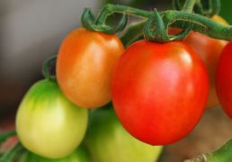 Как вырастить помидоры. Все о выращивании томатов