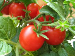 Выращивание томатов, помидоров