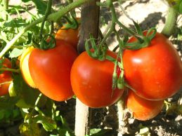 Выращивание томатов. Фазы развития томата