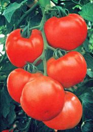 Сорта помидоров для открытого грунта. Новые сорта томатов