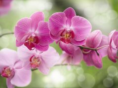 Как ухаживать за орхидеей?