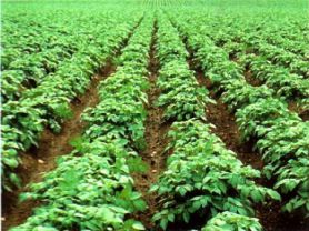 Выращивание картофеля, посадка, размножения, условия