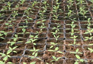 Как вырастить рассаду среднеспелых сортов капусты
