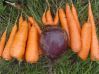 Хранение свеклы, моркови. Как хранить корнеплоды