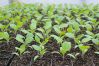 Чем подкормить рассаду баклажан для роста в домашних условиях