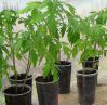 Как вырастить рассаду помидор. Выращивание рассады томатов